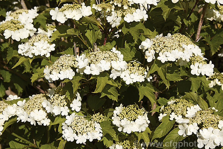 Guelder. Rose (<i>Viburnum opulus</i>), a 4-5m tall Eurasian deciduous shrub with heads of white flowers in spring. The true flowers are small but are made more showy by large sterile bracts that are often exaggerated in the garden forms. viburnum-2081htm'>Viburnum.. viburnum-2081htm'>Viburnum. <a href='adoxaceae-plant-family-photoshtml'>Adoxaceae</a>.