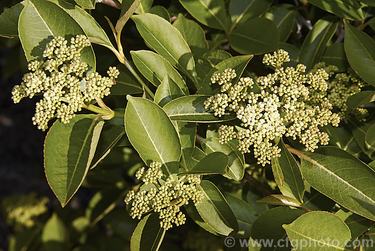 Witherod (<i>Viburnum cassinoides</i>), a deciduous, 25m tall, eastern North American shrub. Its matte green leaves are bronze when young and when open its tiny cream flowers are often difficult to distinguish form the buds in its flat flowerheads. Pink fruits that mature to blue-black follow. viburnum-2081htm'>Viburnum.. viburnum-2081htm'>Viburnum. <a href='adoxaceae-plant-family-photoshtml'>Adoxaceae</a>.