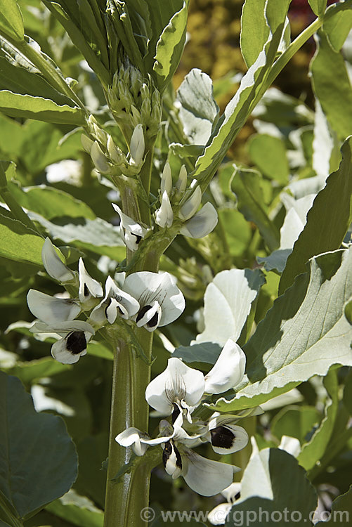 The flowers of the Broad. Bean or Faba. Bean (<i>Vicia faba</i>), a starchy bean native to North Africa and southwest Asia. It is usually planted in autumn, flowers in spring and fruits in late spring-early summer. vicia-3388htm'>Vicia.