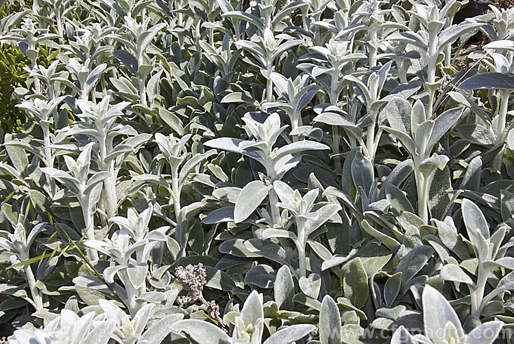 Lamb's Ears (<i>Stachys byzantina [syn. Stachys lanata]), an evergreen silver-haired perennial found from the Caucasus to Iran. Its mauve, early summer-borne flowers are carried on upright spikes in heads known as verticillasters