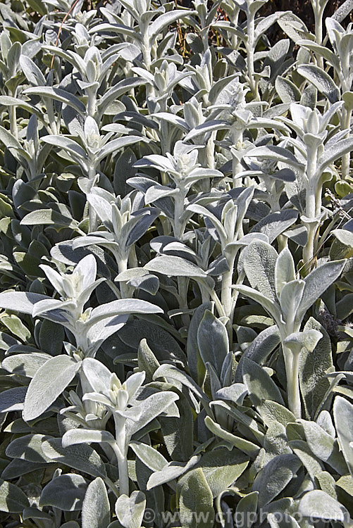 Lamb's Ears (<i>Stachys byzantina [syn. Stachys lanata]), an evergreen silver-haired perennial found from the Caucasus to Iran. Its mauve, early summer-borne flowers are carried on upright spikes in heads known as verticillasters