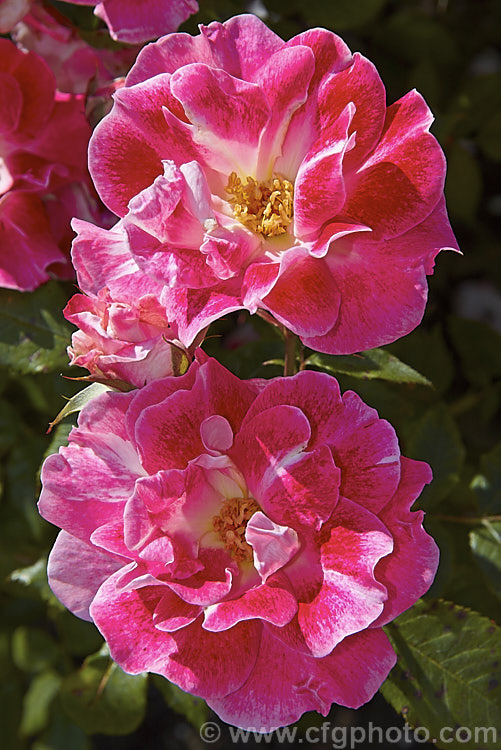Rosa 'Old Master' ('Maxi' x ['Evelyn Fison' x ('Orange Sweetheart' x 'Fruhlingsmorgen</i>)]), a Cluster-flowered (<i>Floribunda</i>) bush raised by McGredy of New Zealand in 1974. It was one of the early 'hand-painted' roses, so called for their subtle colour gradations. Order: Rosales, Family: Rosaceae