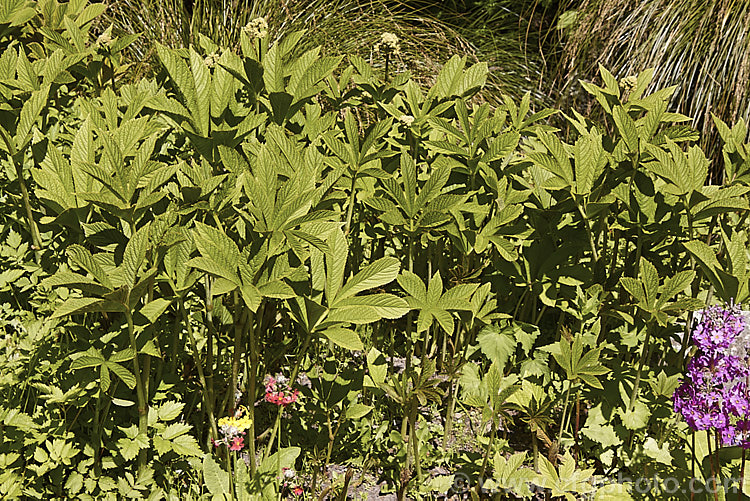 Rodgersia aesculifolia, a rhizomatous perennial native to China. The foliage stems can grow to 15m tall and are topped by 60cm long plumes of tiny white flowers. The name aesculifolia come from the foliage's resemblance to that of horse chestnut (<i>Aesculus hippocastanum</i>). rodgersia-2722htm'>Rodgersia. <a href='saxifragaceae-plant-family-photoshtml'>Saxifragaceae</a>.