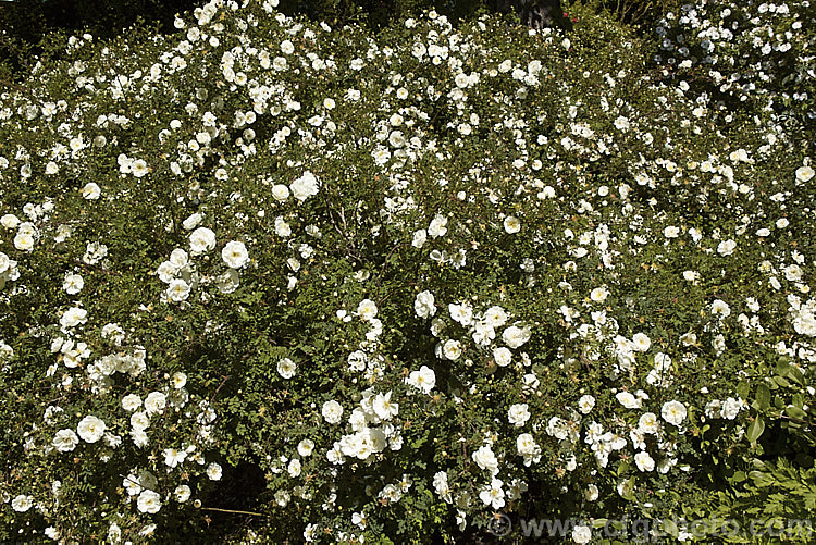 Rosa pimpinellifolia 'Double. White', a white double-flowered form of the Scotch or Burnet. Rose, although often compact for many years this cultivar ultimately grows to 2m tall and suckers very freely, creating a large thicket of stems. Order: Rosales, Family: Rosaceae
