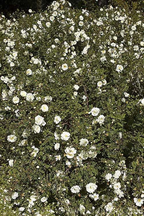 Rosa pimpinellifolia 'Double. White', a white double-flowered form of the Scotch or Burnet. Rose, although often compact for many years this cultivar ultimately grows to 2m tall and suckers very freely, creating a large thicket of stems. Order: Rosales, Family: Rosaceae