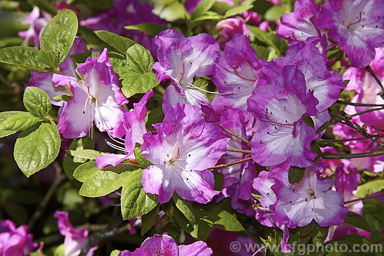 Rhododendron (evergreen azalea</i>) 'Martha. Hitchcock' ('Mucronatum' x 'Shinnyo. No. Tsuki'), a Glenn. Dale. Intergroup hybrid evergreen azalea raised by Ben. Morrison of the United States. It grows to 12m tall with a considerably wider spread
