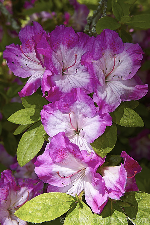 Rhododendron (evergreen azalea</i>) 'Martha. Hitchcock' ('Mucronatum' x 'Shinnyo. No. Tsuki'), a Glenn. Dale. Intergroup hybrid evergreen azalea raised by Ben. Morrison of the United States. It grows to 12m tall with a considerably wider spread