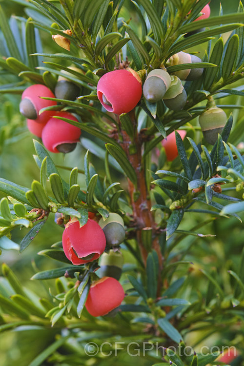Yew (<i>Taxus baccata</i>) with mature fruit, which is a single-seeded cone with a red aril. While the seed is poisonous to many animals, the aril is sweet and edible, and the seeds can pass through most digestive systems without damage. This very tough and widely cultivated Eurasian conifer occurs in many cultivated forms but in the wild is usually seen as a multi-branched dome-shaped tree around 15-20m tall Order: Pinales, Family: Taxaceae