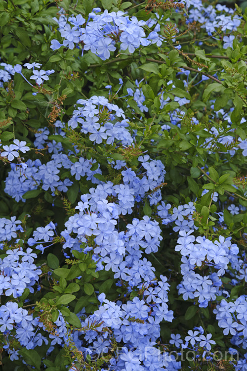 Plumbago auriculata (syn. Plumbago capensis</i>) 'Royal Cape', a cultivar of the Cape. Leadwort, a lax, summer- to autumn-flowering, evergreen shrub native to South Africa. It is often trained as a climber or hedging plant 'Royal Cape' has slightly larger flowers than the species and are a slightly deeper shade of blue. plumbago-2745htm'>Plumbago. <a href='plumbaginaceae-plant-family-photoshtml'>Plumbaginaceae</a>.