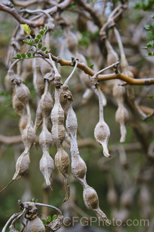 The mature seedpods of Prostrate Kowhai (<i>Sophora prostrata</i>), a low-growing, ground-hugging shrub with a divaricating growth habit. Native to rocky areas of the eastern South Island of New Zealand, it bears small golden flowers in spring. In sheltered locations it has a more upright habit and can grow to 15m tall Unlike those of Sophora microphylla, which this species can resemble, the seeds of Sophora prostrata are black, not yellow. sophora-2142htm'>Sophora.