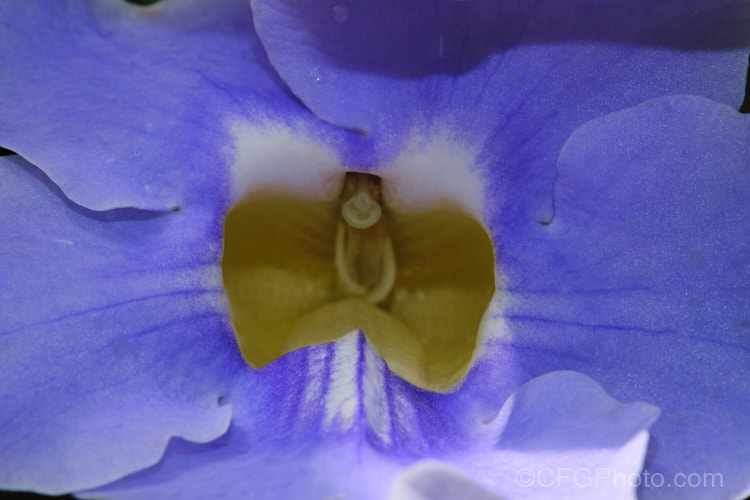 Closeup of the flower of the Blue Trumpet Vine or Skyflower (<i>Thunbergia grandiflora</i>), a long-flowering, evergreen, twining vine native to northern India It blooms most heavily in summer but nearly always has a few flowers. Order: Asterales, Family: Asteraceae <a href='acanthaceae-plant-family-photoshtml'>Acanthaceae</a>