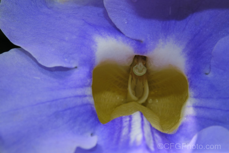 Closeup of the flower of the Blue Trumpet Vine or Skyflower (<i>Thunbergia grandiflora</i>), a long-flowering, evergreen, twining vine native to northern India It blooms most heavily in summer but nearly always has a few flowers. Order: Asterales, Family: Asteraceae <a href='acanthaceae-plant-family-photoshtml'>Acanthaceae</a>