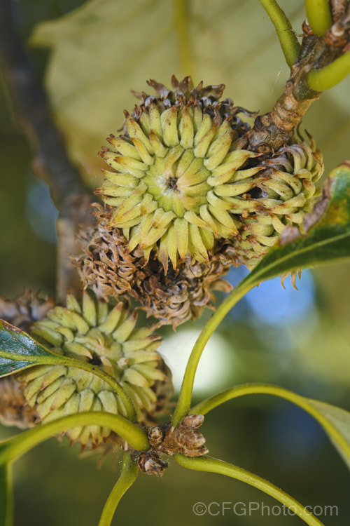 The developing acorns of the Chinese Cork. Oak or Oriental Oak (<i>Quercus variabilis</i>), a round-headed deciduous oak to 25m tall, found in China, Japan and Korea. The bristly-cupped acorns take around 18 months to mature