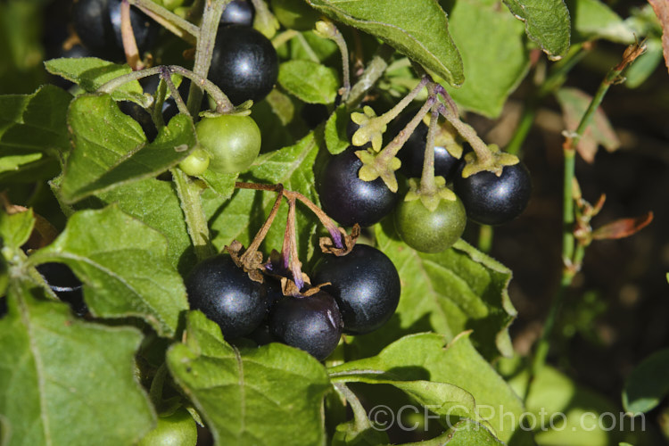 The ripe fruit of Black Nightshade or Common Nightshade (<i>Solanum nigrum</i>), a widespread weed originally native to Eurasia but now naturalised through most of the temperate zones. Its white flowers are followed by rounded black or yellow berries that are toxic but which should not be confused with Deadly. Nightshade (<i>Atropa belladonna</i>). solanum-2141htm'>Solanum.