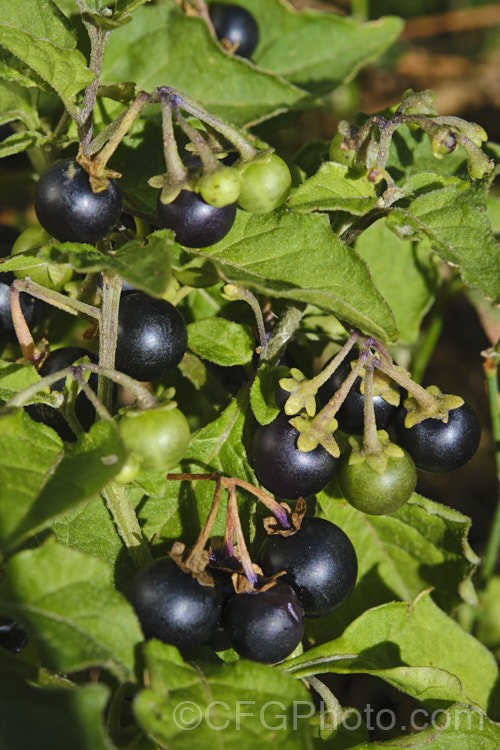 The ripe fruit of Black Nightshade or Common Nightshade (<i>Solanum nigrum</i>), a widespread weed originally native to Eurasia but now naturalised through most of the temperate zones. Its white flowers are followed by rounded black or yellow berries that are toxic but which should not be confused with Deadly. Nightshade (<i>Atropa belladonna</i>). solanum-2141htm'>Solanum.