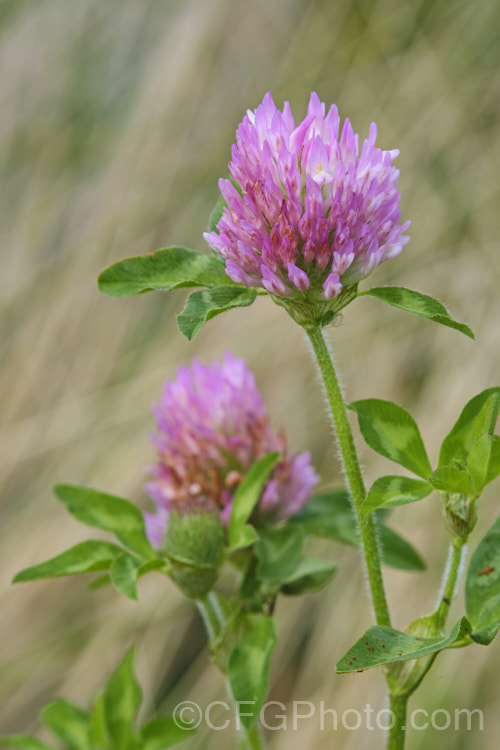 Red Clover or Purple Clover (<i>Trifolium pratense</i>), a short-lived perennial originally native to Europe. It is often grown in pastures and also occurs as a weed. It can grow to over 50cm tall and there are several ornamental cultivars. trifolium-3369htm'>Trifolium.
