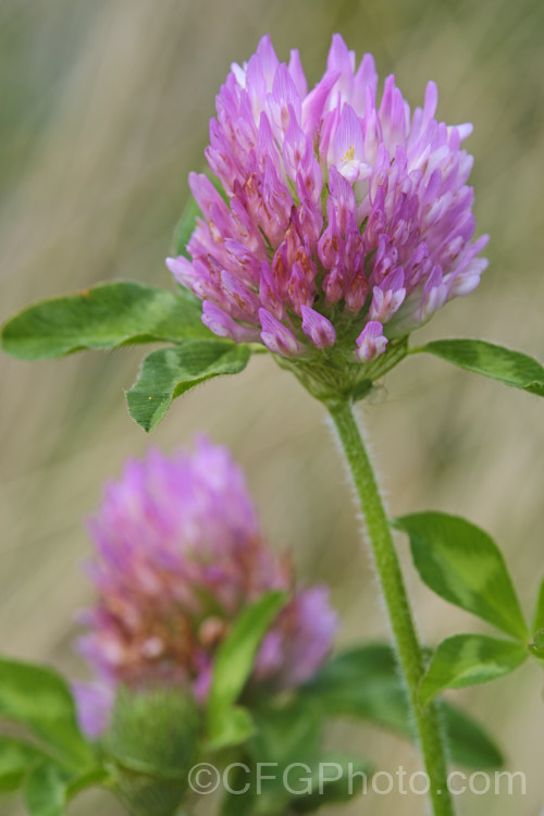 Red Clover or Purple Clover (<i>Trifolium pratense</i>), a short-lived perennial originally native to Europe. It is often grown in pastures and also occurs as a weed. It can grow to over 50cm tall and there are several ornamental cultivars. trifolium-3369htm'>Trifolium.