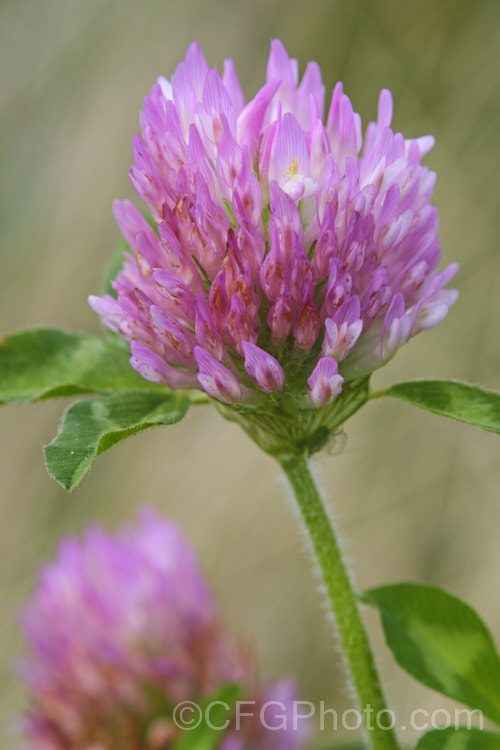 Red Clover or Purple Clover (<i>Trifolium pratense</i>), a short-lived perennial originally native to Europe. It is often grown in pastures and also occurs as a weed. It can grow to over 50cm tall and there are several ornamental cultivars. trifolium-3369htm'>Trifolium.
