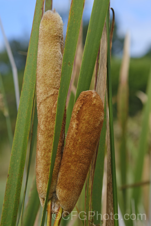 Raupo or Bulrush (<i>Typha orientalis</i>), a perennial that grows in shallow still water. This species is found in Southeast Asia,Australia and New Zealand typha-3379htm'>Typha. <a href='typhaceae-plant-family-photoshtml'>Typhaceae</a>.