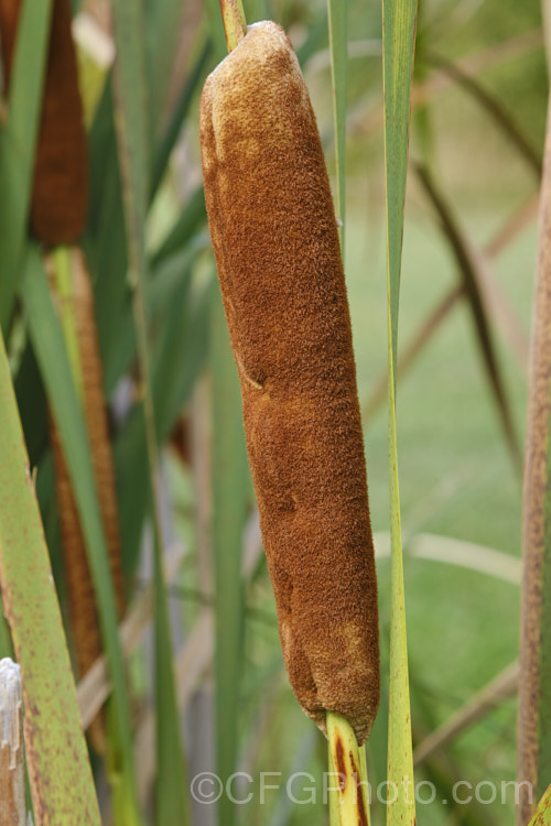 Raupo or Bulrush (<i>Typha orientalis</i>), a perennial that grows in shallow still water. This species is found in Southeast Asia,Australia and New Zealand typha-3379htm'>Typha. <a href='typhaceae-plant-family-photoshtml'>Typhaceae</a>.