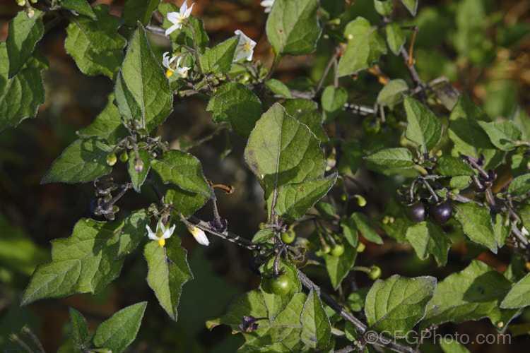 Black Nightshade or Common Nightshade (<i>Solanum nigrum</i>), a widespread weed originally native to Eurasia but now naturalised through most of the temperate zones. Its white flowers are followed by rounded black or yellow berries that are toxic, but which should not be confused with Deadly. Nightshade (<i>Atropa belladonna</i>). solanum-2141htm'>Solanum.