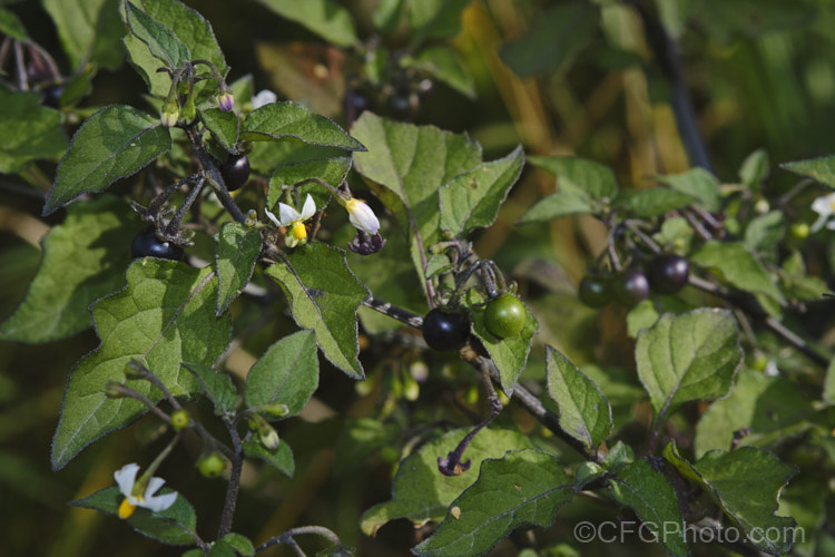 Black Nightshade or Common Nightshade (<i>Solanum nigrum</i>), a widespread weed originally native to Eurasia but now naturalised through most of the temperate zones. Its white flowers are followed by rounded black or yellow berries that are toxic, but which should not be confused with Deadly. Nightshade (<i>Atropa belladonna</i>). solanum-2141htm'>Solanum.