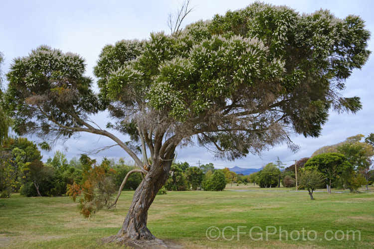 Taxandria juniperina (<i>Agonis juniperina</i>), a popular. Western Australian shrub or small tree often used in floristry. It blooms for a long period from early autumn until well into spring. taxandria-3350htm'>Taxandria. .