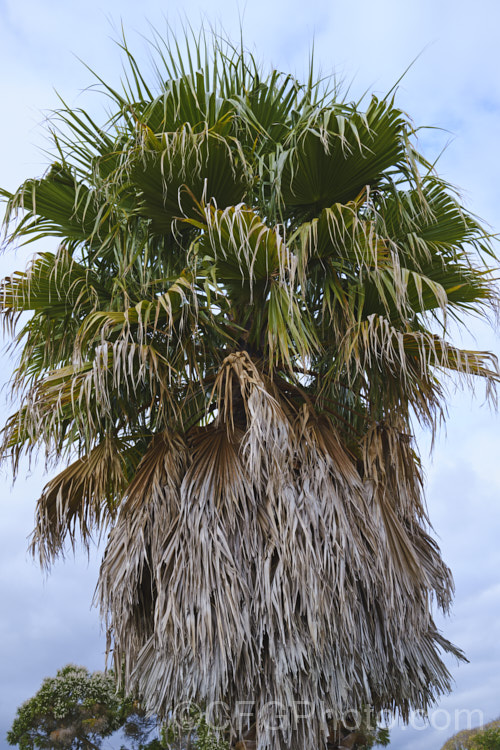 Southern. Washingtonia, Mexican Washingtonia or Skyduster (<i>Washingtonia robusta</i>), a 25m tall palm native to northwest Mexico. It eventually develops at tall, clean trunk topped with a head of foliage and is widely grown as an avenue tree. washingtonia-2056htm'>Washingtonia.