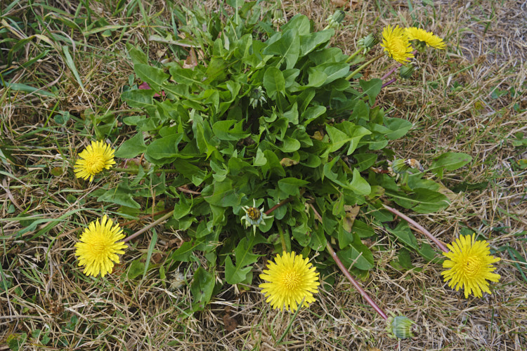 Dandelion (<i>Taraxacum campylodes [syns. Taraxacum officinale, Taraxacum vulgare</i>), a common weed of lawns and pastures, originally native to the Northern Hemisphere but now widespread. It is commonly used by herbalists and in salads. taraxacum-3348htm'>Taraxacum.