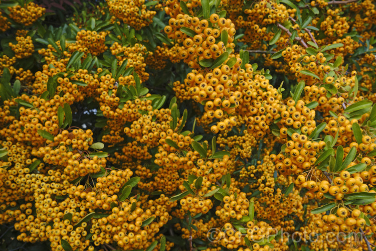 Pyracantha 'Shawnee', a Pyracantha crenatoserrata x Pyracantha koidzumii hybrid with a dense, spreading growth habit up to 35m high and wide. Its berries are a soft yellow-orange shade and are abundant in good years