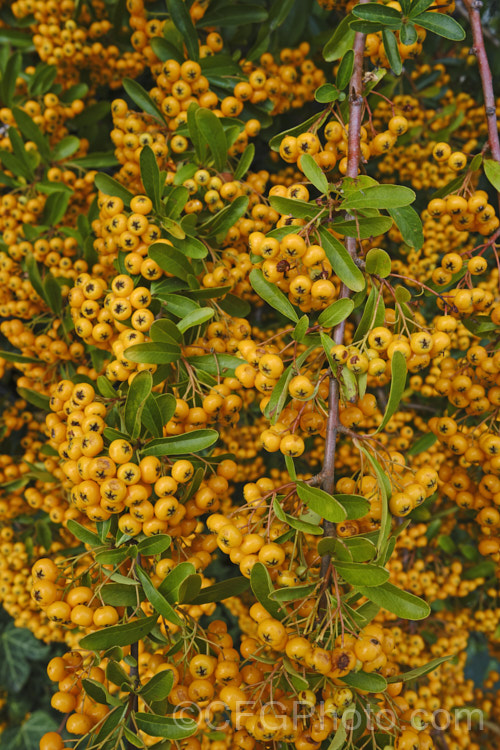 Pyracantha 'Shawnee', a Pyracantha crenatoserrata x Pyracantha koidzumii hybrid with a dense, spreading growth habit up to 35m high and wide. Its berries are a soft yellow-orange shade and are abundant in good years