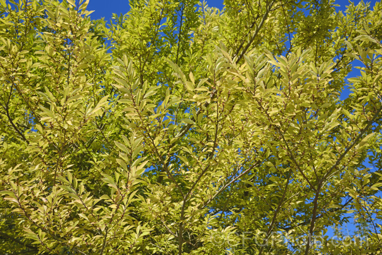 Chinese Elm or Lacebark (<i>Ulmus parvifolia</i>) with autumn foliage and opening flower buds. This a small-leaved elm from China, Korea and Japan is semi-evergreen, has attractive flaking bark and grows to around 25m high. The tiny autumn-borne flowers are followed by conspicuous green samara that brown as they ripen. Order: Rosales, Family: Ulmaceae