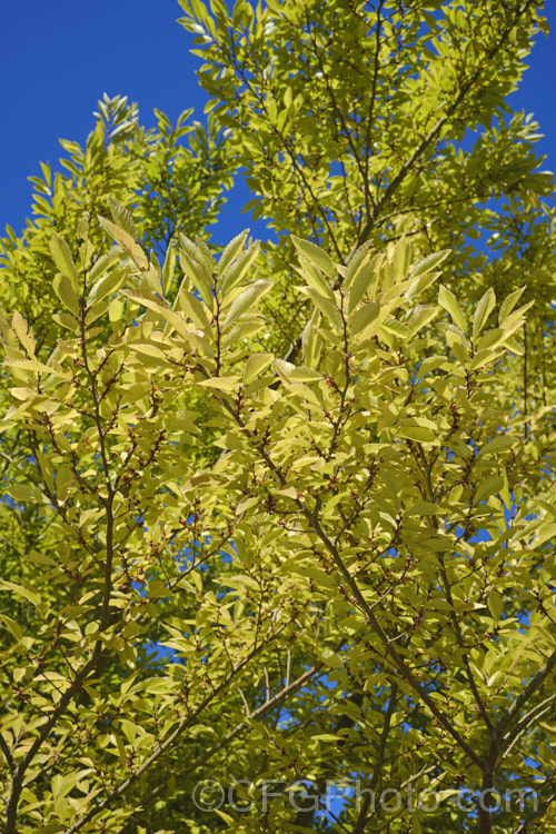 Chinese Elm or Lacebark (<i>Ulmus parvifolia</i>) with autumn foliage and opening flower buds. This a small-leaved elm from China, Korea and Japan is semi-evergreen, has attractive flaking bark and grows to around 25m high. The tiny autumn-borne flowers are followed by conspicuous green samara that brown as they ripen. Order: Rosales, Family: Ulmaceae