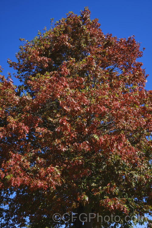 Scarlet Oak (<i>Quercus coccinea</i>) with developing autumn colour. This 30m tall tree is native to the eastern United States and southern Canada, and is famed for its vivid red autumn foliage. It can be distinguished from the similar. Pin Oak (<i>Quercus palustris</i>), by the smooth underside of its foliage (no hairs in the fork of the veins</i>) and usually broader basal foliage lobes