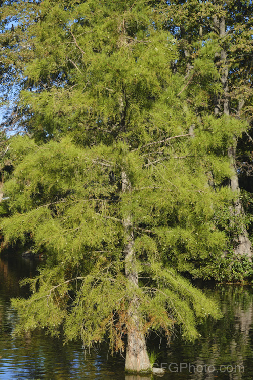 A young Swamp Cypress or Bald. Cypress (<i>Taxodium distichum</i>) in early autumn. One of the few deciduous conifers, and capable of growing in shallow water, this species is native to the southeast United States. taxodium-2129htm'>Taxodium. Order: Pinales, Family: Cupressaceae