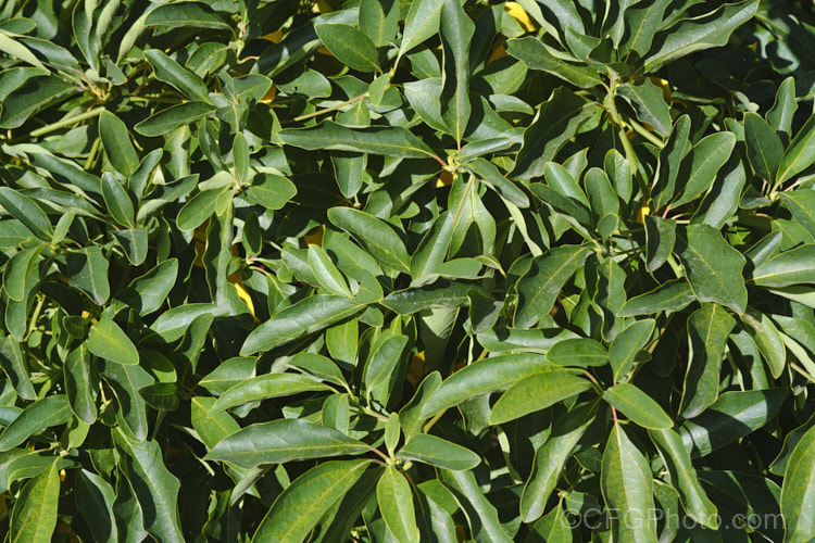The late summer to early autumn foliage of White Sassafras, Red Sassafras or Silky Sassafras (<i>Sassafras albidum</i>), a 15-20m tall, deciduous tree native that occurs naturally through much of the eastern half of the United States and the extreme south of Canada The foliage is variable and may be unlobed or have two or three lobes. Racemes of small yellow-green flowers appear before the foliage and are followed by small red-stemmed purple-black drupes. This plant often produces suckers and can form a thicket of stems. sassafras-3283htm'>Sassafras. <a href='lauraceae-plant-family-photoshtml'>Lauraceae</a>.