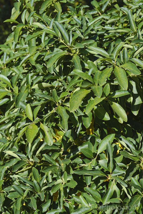 The late summer to early autumn foliage of White Sassafras, Red Sassafras or Silky Sassafras (<i>Sassafras albidum</i>), a 15-20m tall, deciduous tree native that occurs naturally through much of the eastern half of the United States and the extreme south of Canada The foliage is variable and may be unlobed or have two or three lobes. Racemes of small yellow-green flowers appear before the foliage and are followed by small red-stemmed purple-black drupes. This plant often produces suckers and can form a thicket of stems. sassafras-3283htm'>Sassafras. <a href='lauraceae-plant-family-photoshtml'>Lauraceae</a>.