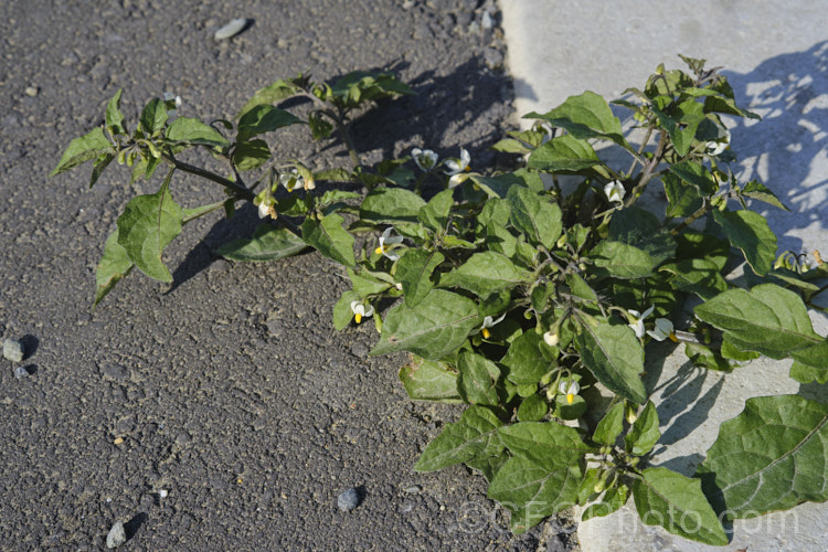 One of the ways plants end up being considered weeds is their tenacity and ability to grow almost anywhere, as typified by this Black Nightshade or Common Nightshade (<i>Solanum nigrum</i>) growing in the crack between an asphalt path and concrete edging. This now widespread weed was originally native to Eurasia but has naturalised through most of the temperate zones. Its white flowers are followed by rounded black or yellow berries that are toxic, but which should not be confused with Deadly. Nightshade (<i>Atropa belladonna</i>). solanum-2141htm'>Solanum.