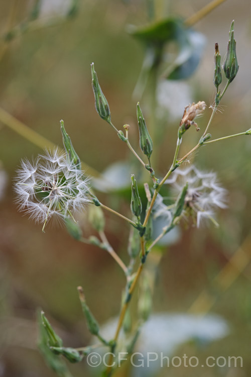 The mature seedheads of New Zealand Sow Thistle or Puha (<i>Sonchus kirkii</i>), an annual soft thistle native to New Zealand Although widely considered to be a weed, its foliage was an important part of the Maori diet and in recent years the plant has become far less common. Its leaves are smooth edged, but have small, soft spines on the midrib, and are usually undivided on young plants.