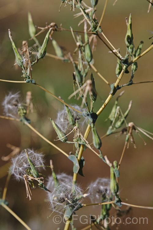 The mature seedheads of New Zealand Sow Thistle or Puha (<i>Sonchus kirkii</i>), an annual soft thistle native to New Zealand Although widely considered to be a weed, its foliage was an important part of the Maori diet and in recent years the plant has become far less common. Its leaves are smooth edged, but have small, soft spines on the midrib, and are usually undivided on young plants.