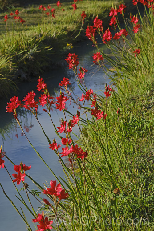 Kaffir. Lily (<i>Schizostylis coccinea</i>), an autumn-flowering southern African rhizomatous perennial that usually occurs in damp places, such as along the banks of watercourses. It has naturalised in farm drainage ditches in parts of New Zealand schizostylis-3292htm'>Schizostylis.