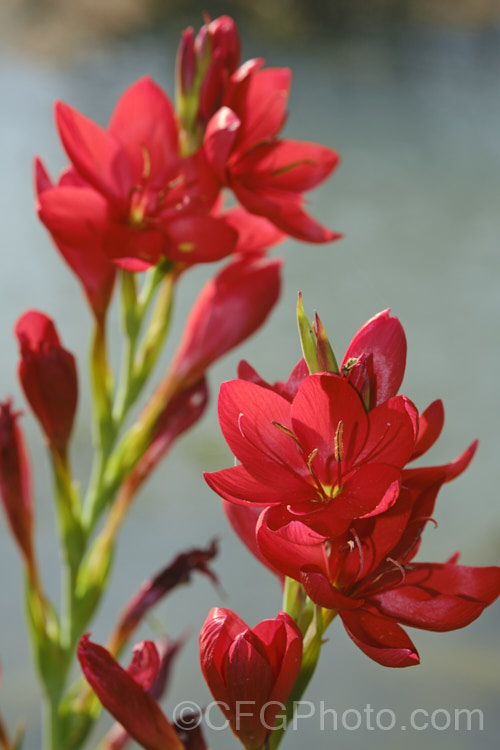 Kaffir. Lily (<i>Schizostylis coccinea</i>), an autumn-flowering southern African rhizomatous perennial that usually occurs in damp places, such as along the banks of watercourses. It has naturalised in farm drainage ditches in parts of New Zealand schizostylis-3292htm'>Schizostylis.