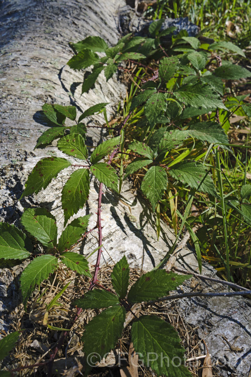 The quick-growing trailing stem of Blackberry (<i>Rubus fruticosus aggregate</i>), a strong-growing, deciduous bramble with very thorny stems and deliciously tart fruit. It is widely naturalised in the temperate zones and often considered a weed. The specific status of the blackberry is undecided, and it may be a natural hybrid of several Eurasian and/or North American species.