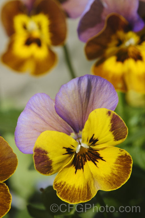 One of the many forms of dwarf pansies (<i>Viola hybrids</i>). These easy-care flowers bloom over a long season from autumn into early summer. They are at their best in spring, when these vibrant little flowers give a real burst of colour. viola-2165htm'>Viola. <a href='violaceae-plant-family-photoshtml'>Violaceae</a>.