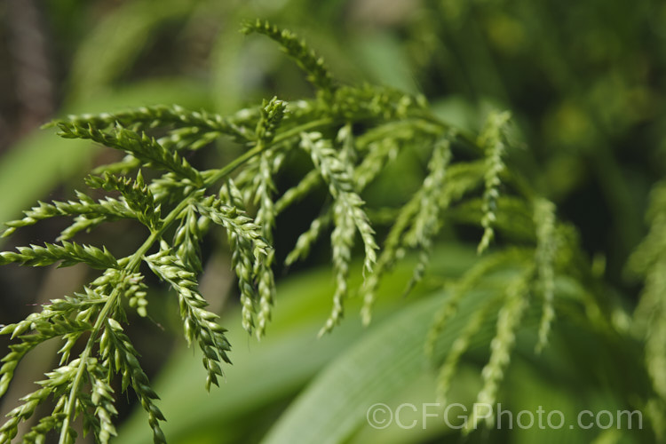 The seedhead of Palmgrass, Highland Pit. Pit or Broadleafed. Bristlegrass (<i>Setaria palmifolia</i>),a very wide-leaved grass native to tropical and warm-temperate Asia. The foliage creates an effect similar to a low, clumping palm, though when the plumes of flowers appear its true identity is revealed. While very ornamental, this species has the potential to be invasive in suitable climates. setaria-3631htm'>Setaria. .
