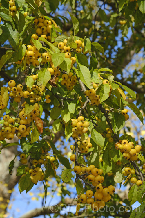 Malus x robusta Yellow Siberian', an upright, deciduous tree with an open, rather spreading crown. It grows 6-10m tall and produces white to pale pink flower in spring that are followed by clusters of small yellow fruits that persist into early winter. Order: Rosales, Family: Rosaceae