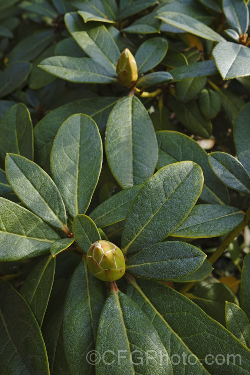 Rhododendron 'Parisienne' (<i>Rhododendron valentianum x Rhododendron burmanicum</i>), an early-flowering hybrid with bronze foliage. Raised by Rothschild in 1947, it was among the first yellow-flowered hybrids and in common with many of these it lacks hardiness. The modern form of 'Parisienne' is more compact than the original cultivar and is sometimes called 'Parisienne. Improved', though as it has largely replaced the earlier form this distinction is hardly necessary