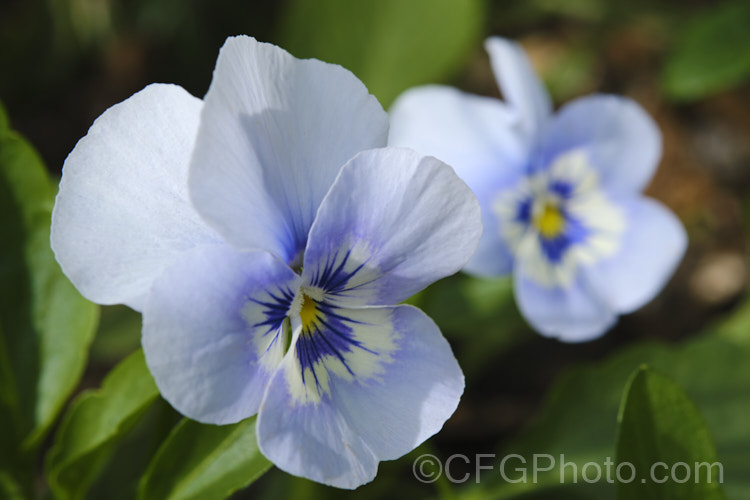 One of the many forms of dwarf pansies (<i>Viola hybrids</i>). These easy-care flowers bloom over a long season from autumn into early summer. They are at their best in spring, when these vibrant little flowers give a real burst of colour. viola-2165htm'>Viola. <a href='violaceae-plant-family-photoshtml'>Violaceae</a>.