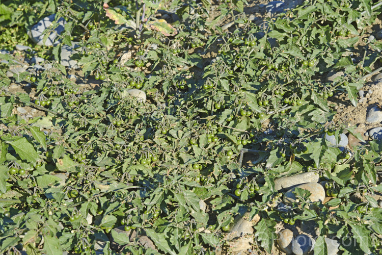 A strongly prostrate form of Black Nightshade or Common Nightshade (<i>Solanum nigrum</i>), a widespread shrubby weed originally native to Eurasia but now naturalised through most of the temperate zones. Its white flowers are followed by rounded black or yellow berries that are toxic, but which should not be confused with Deadly. Nightshade (<i>Atropa belladonna</i>). solanum-2141htm'>Solanum.