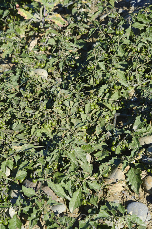 A strongly prostrate form of Black Nightshade or Common Nightshade (<i>Solanum nigrum</i>), a widespread shrubby weed originally native to Eurasia but now naturalised through most of the temperate zones. Its white flowers are followed by rounded black or yellow berries that are toxic, but which should not be confused with Deadly. Nightshade (<i>Atropa belladonna</i>). solanum-2141htm'>Solanum.